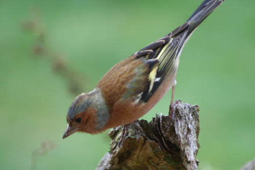 le pinson mâle img_6241