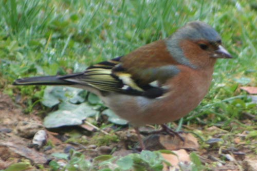 le pinson mâle img_6363