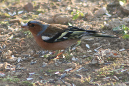 le pinson mâle img_6401