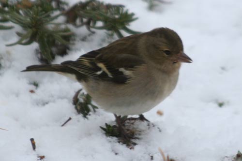 la pinsonne img_6991