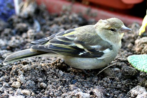 la pinsonne img_8301