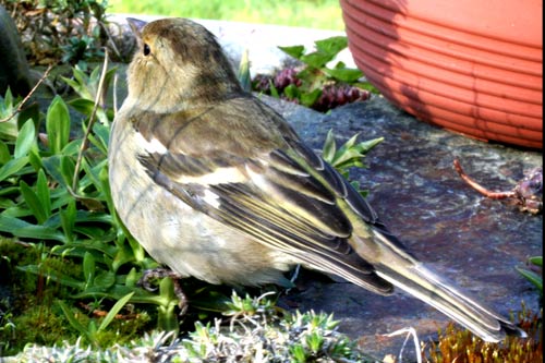 la pinsonne img_8303