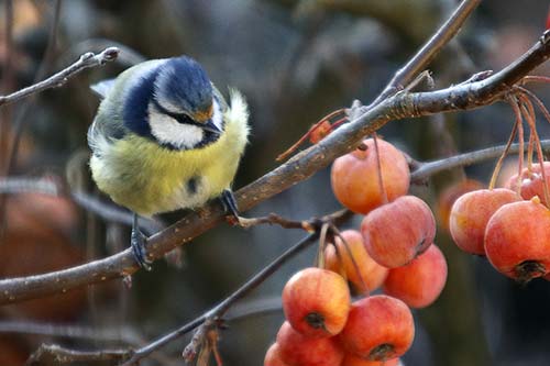 Mésange bleue img_1393