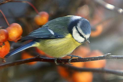 Mésange bleue img_1421