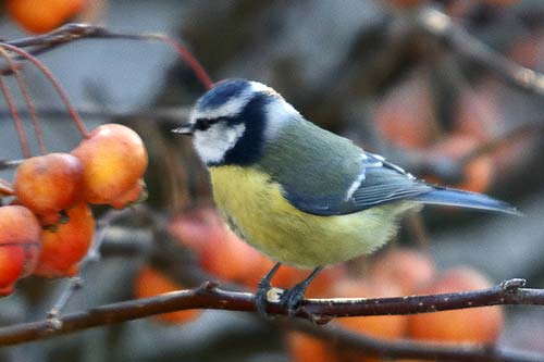 Mésange bleue img_1435