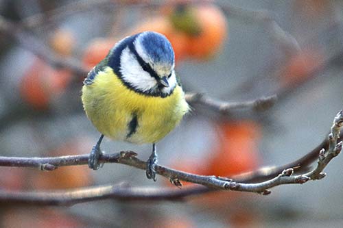 Mésange bleue img_1444