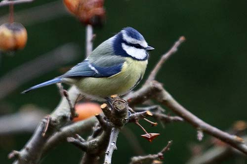 Mésange bleue img_1568