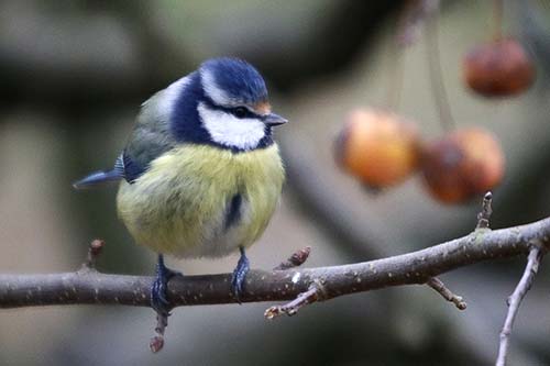 Mésange bleue img_1591