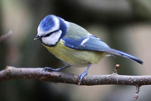 Mésange bleue img_1598