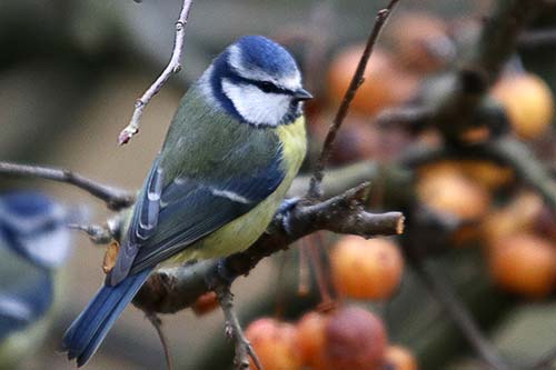 Mésange bleue img_1603