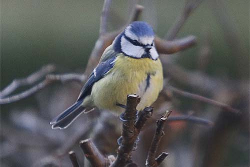 Mésange bleue img_1909
