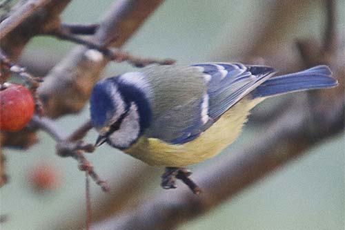Mésange bleue img_1914