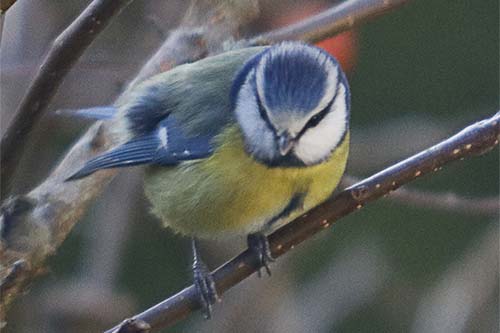 Mésange bleue img_1918