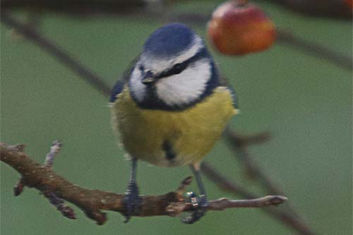 Mésange bleue img_1940