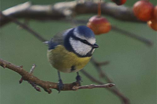 Mésange bleue img_1941