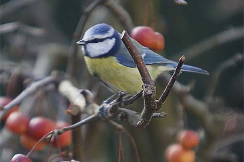 Mésange bleue img_1944