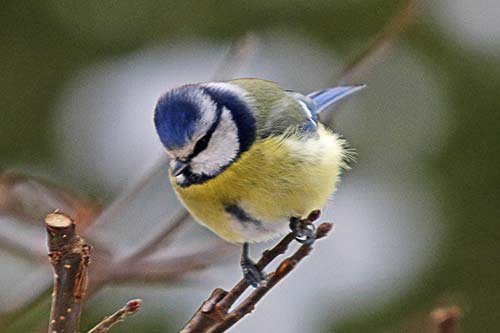 Mésange bleue img_2315