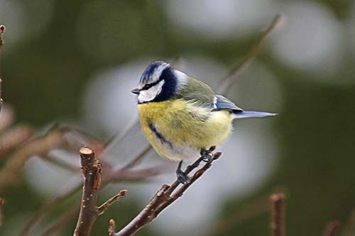 Mésange bleue img_2316