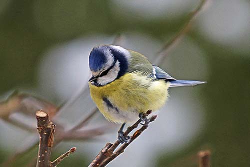 Mésange bleue img_2318