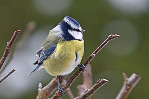 Mésange bleue img_2325