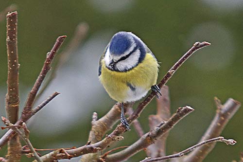 Mésange bleue img_2326