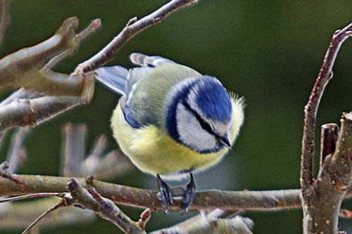 Mésange bleue img_2358