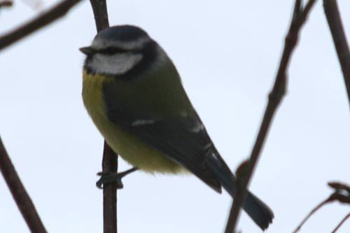 Mésange bleue img_7007