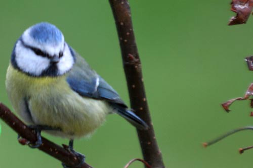 Mésange bleue img_7248