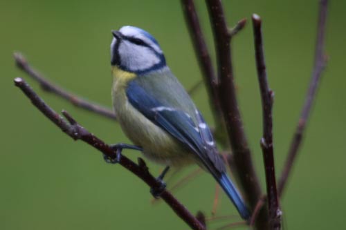 Mésange bleue img_7277