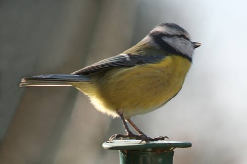 Mésange bleue img_7656