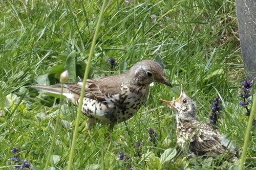 La Grive musicienne img_0850