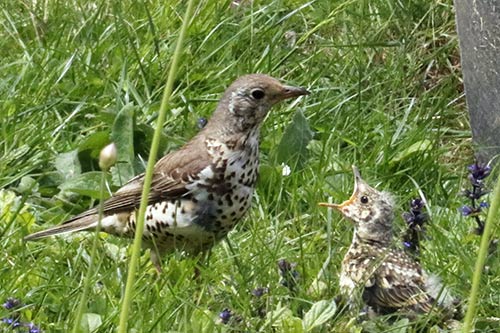 La Grive musicienne img_0851