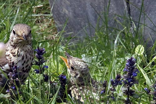 La Grive musicienne img_0854