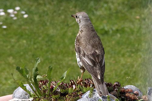 La Grive musicienne img_0861