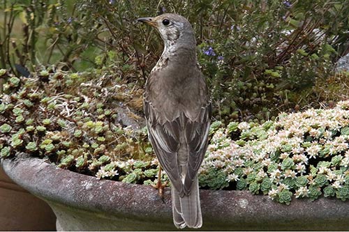 La Grive musicienne img_0868