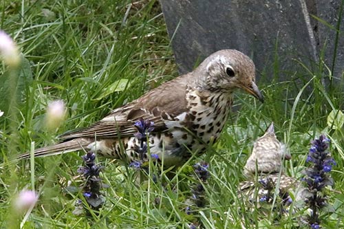 La Grive musicienne img_0882