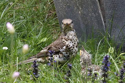 La Grive musicienne img_0884