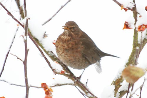 La Grive musicienne img_6920