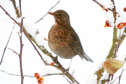 La Grive musicienne img_6926