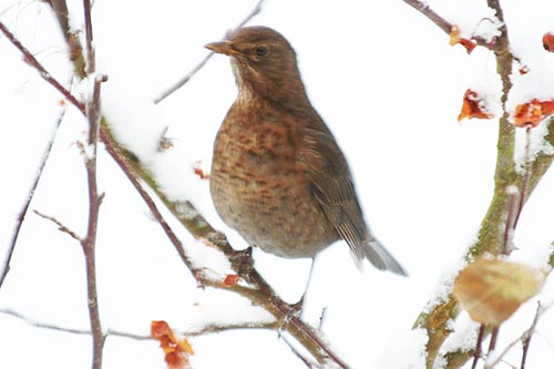 La Grive musicienne img_6927