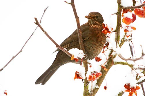 La Grive musicienne img_6929