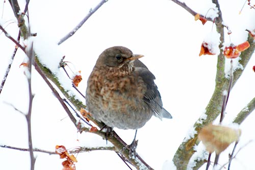 La Grive musicienne img_6962