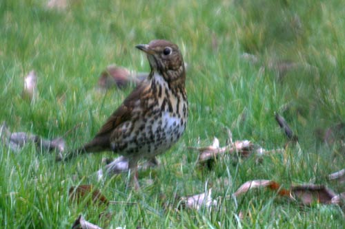 La Grive musicienne img_7256