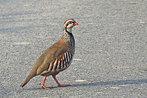 La Perdrix rouge img_01111