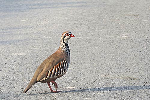 La Perdrix rouge img_01112