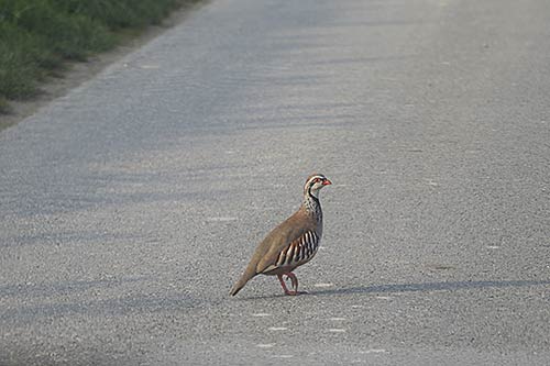 La Perdrix rouge img_01112a