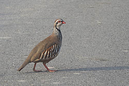 La Perdrix rouge img_01113