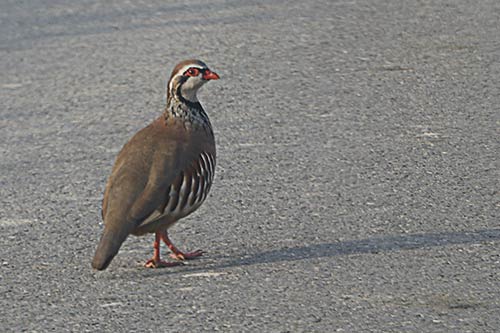 La Perdrix rouge img_01114