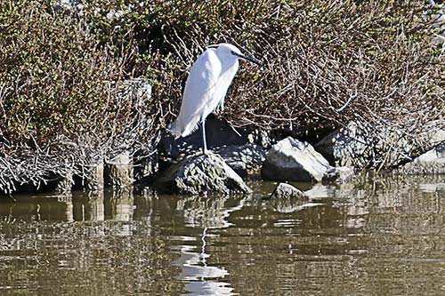 Aigrette garzette img_06448