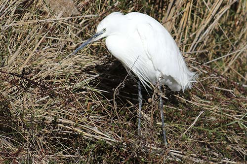 Aigrette garzette img_06470